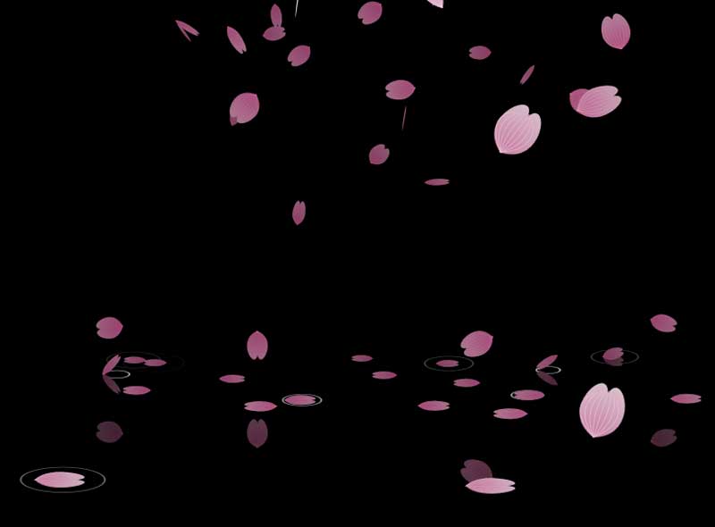 html5canvas樱花飘落动画特